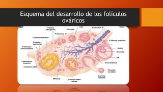 Esquema del desarrollo de los folículos
ováricos
 