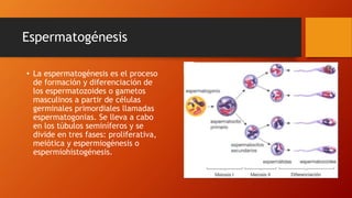 Espermatogénesis
• La espermatogénesis es el proceso
de formación y diferenciación de
los espermatozoides o gametos
masculinos a partir de células
germinales primordiales llamadas
espermatogonias. Se lleva a cabo
en los túbulos seminíferos y se
divide en tres fases: proliferativa,
meiótica y espermiogénesis o
espermiohistogénesis.
 