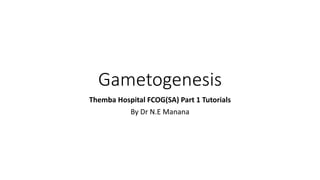Gametogenesis | PPTX