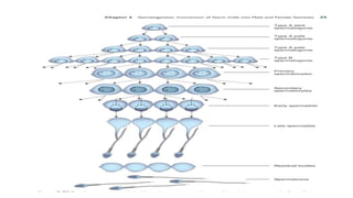 Gametogenesis | PPTX