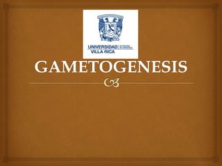 GAMETOGENESIS.pptx