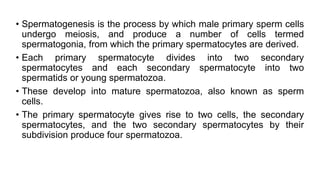 • Spermatogenesis is the process by which male primary sperm cells
undergo meiosis, and produce a number of cells termed
spermatogonia, from which the primary spermatocytes are derived.
• Each primary spermatocyte divides into two secondary
spermatocytes and each secondary spermatocyte into two
spermatids or young spermatozoa.
• These develop into mature spermatozoa, also known as sperm
cells.
• The primary spermatocyte gives rise to two cells, the secondary
spermatocytes, and the two secondary spermatocytes by their
subdivision produce four spermatozoa.
 
