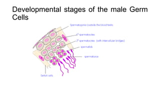 Developmental stages of the male Germ
Cells
 