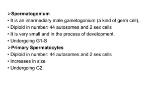 Spermatogonium
• It is an intermediary male gametogonium (a kind of germ cell).
• Diploid in number: 44 autosomes and 2 sex cells
• It is very small and in the process of development.
• Undergoing G1-S
Primary Spermatocytes
• Diploid in number: 44 autosomes and 2 sex cells
• Increases in size
• Undergoing G2.
 