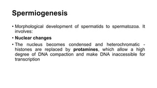 Spermiogenesis
• Morphological development of spermatids to spermatozoa. It
involves:
• Nuclear changes
• The nucleus becomes condensed and heterochromatic -
histones are replaced by protamines, which allow a high
degree of DNA compaction and make DNA inaccessible for
transcription
 