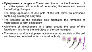 • Cytoplasmic changes – These are directed to the formation of
a motile sperm cell capable of penetrating the ovum and involve
the following changes:
• The Golgi apparatus at one pole of the cell forms an acrosome
containing proteolytic enzymes
• The centriole at the opposite pole organizes the formation of
microtubules to form a flagellum
• Alignment of mitochondria in a spiral around the base of the
flagellum – this forms the mid-piece of the spermatozoon
• The excess residual cytoplasm accumulates at one side of the cell
and becomes detached to form a residual body
 