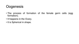 Oogenesis
• The process of formation of the female germ cells (egg
formation).
• It happens in the Ovary.
• It is Spherical in shape.
 