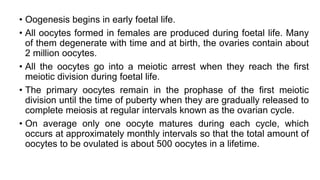 • Oogenesis begins in early foetal life.
• All oocytes formed in females are produced during foetal life. Many
of them degenerate with time and at birth, the ovaries contain about
2 million oocytes.
• All the oocytes go into a meiotic arrest when they reach the first
meiotic division during foetal life.
• The primary oocytes remain in the prophase of the first meiotic
division until the time of puberty when they are gradually released to
complete meiosis at regular intervals known as the ovarian cycle.
• On average only one oocyte matures during each cycle, which
occurs at approximately monthly intervals so that the total amount of
oocytes to be ovulated is about 500 oocytes in a lifetime.
 