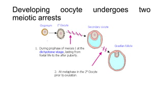 Developing oocyte undergoes two
meiotic arrests
 