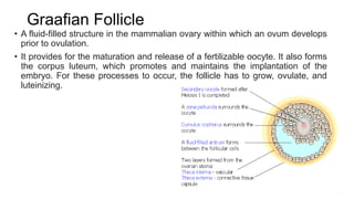 Graafian Follicle
• A fluid-filled structure in the mammalian ovary within which an ovum develops
prior to ovulation.
• It provides for the maturation and release of a fertilizable oocyte. It also forms
the corpus luteum, which promotes and maintains the implantation of the
embryo. For these processes to occur, the follicle has to grow, ovulate, and
luteinizing.
 
