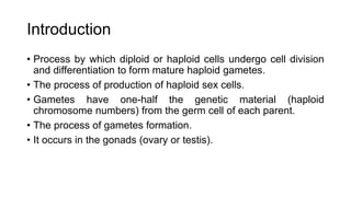 Introduction
• Process by which diploid or haploid cells undergo cell division
and differentiation to form mature haploid gametes.
• The process of production of haploid sex cells.
• Gametes have one-half the genetic material (haploid
chromosome numbers) from the germ cell of each parent.
• The process of gametes formation.
• It occurs in the gonads (ovary or testis).
 
