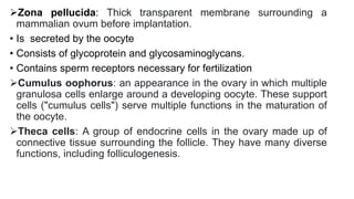 Zona pellucida: Thick transparent membrane surrounding a
mammalian ovum before implantation.
• Is secreted by the oocyte
• Consists of glycoprotein and glycosaminoglycans.
• Contains sperm receptors necessary for fertilization
Cumulus oophorus: an appearance in the ovary in which multiple
granulosa cells enlarge around a developing oocyte. These support
cells ("cumulus cells") serve multiple functions in the maturation of
the oocyte.
Theca cells: A group of endocrine cells in the ovary made up of
connective tissue surrounding the follicle. They have many diverse
functions, including folliculogenesis.
 