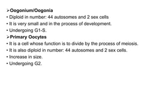 Oogonium/Oogonia
• Diploid in number: 44 autosomes and 2 sex cells
• It is very small and in the process of development.
• Undergoing G1-S.
Primary Oocytes
• It is a cell whose function is to divide by the process of meiosis.
• It is also diploid in number: 44 autosomes and 2 sex cells.
• Increase in size.
• Undergoing G2.
 
