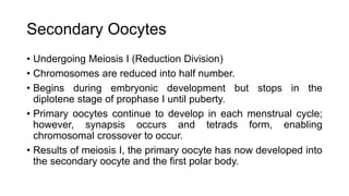 Secondary Oocytes
• Undergoing Meiosis I (Reduction Division)
• Chromosomes are reduced into half number.
• Begins during embryonic development but stops in the
diplotene stage of prophase I until puberty.
• Primary oocytes continue to develop in each menstrual cycle;
however, synapsis occurs and tetrads form, enabling
chromosomal crossover to occur.
• Results of meiosis I, the primary oocyte has now developed into
the secondary oocyte and the first polar body.
 
