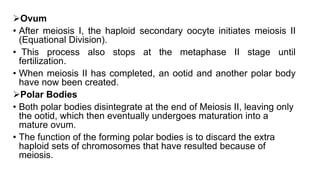 Ovum
• After meiosis I, the haploid secondary oocyte initiates meiosis II
(Equational Division).
• This process also stops at the metaphase II stage until
fertilization.
• When meiosis II has completed, an ootid and another polar body
have now been created.
Polar Bodies
• Both polar bodies disintegrate at the end of Meiosis II, leaving only
the ootid, which then eventually undergoes maturation into a
mature ovum.
• The function of the forming polar bodies is to discard the extra
haploid sets of chromosomes that have resulted because of
meiosis.
 