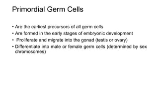 Primordial Germ Cells
• Are the earliest precursors of all germ cells
• Are formed in the early stages of embryonic development
• Proliferate and migrate into the gonad (testis or ovary)
• Differentiate into male or female germ cells (determined by sex
chromosomes)
 