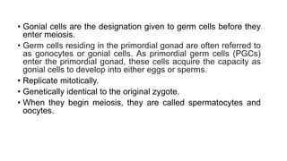 • Gonial cells are the designation given to germ cells before they
enter meiosis.
• Germ cells residing in the primordial gonad are often referred to
as gonocytes or gonial cells. As primordial germ cells (PGCs)
enter the primordial gonad, these cells acquire the capacity as
gonial cells to develop into either eggs or sperms.
• Replicate mitotically.
• Genetically identical to the original zygote.
• When they begin meiosis, they are called spermatocytes and
oocytes.
 