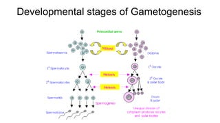 Developmental stages of Gametogenesis
 