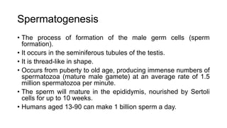 Spermatogenesis
• The process of formation of the male germ cells (sperm
formation).
• It occurs in the seminiferous tubules of the testis.
• It is thread-like in shape.
• Occurs from puberty to old age, producing immense numbers of
spermatozoa (mature male gamete) at an average rate of 1.5
million spermatozoa per minute.
• The sperm will mature in the epididymis, nourished by Sertoli
cells for up to 10 weeks.
• Humans aged 13-90 can make 1 billion sperm a day.
 