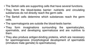 • The Sertoli cells are supporting cells that have several functions.
• They form the blood-testes barrier: nutrients and circulating
substances do not directly reach the germ cells
• The Sertoli cells determine which substances reach the germ
cells.
• The spermatogonia are outside the blood-testis barrier.
• They form invaginations surrounding the spermatocytes,
spermatids, and developing spermatozoa and are nutritive to
them.
• They also produce antigen-binding proteins, which are necessary
for spermiogenesis (morphological development of spermatids
(immature male gamete) to spermatozoa).
 