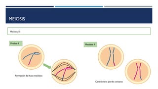 Meiosis II:
MEIOSIS
Profase II
Formación del huso meiótico
Metafase II
Centrómero pierde contacto
 