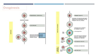 Ovogénesis
 