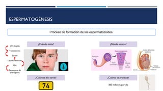 ESPERMATOGÉNESIS
Proceso de formación de los espermatozoides.
¿Cuándo inicia? ¿Dónde ocurre?
LH - Leydig
Testosterona
Sertoli
Líquido testicular
FSH
Receptores de
andrógenos
¿Cuántos días tarda? ¿Cuánto se produce?
300 millones por día
 