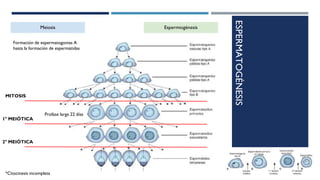 ESPERMATOGÉNESIS
Meiosis Espermiogénesis
Profase larga 22 días
MITOSIS
1° MEIÓTICA
2° MEIÓTICA
*Citocinesis incompleta
Formación de espermatogonias A
hasta la formación de espermátidas
 