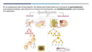 En su preparación para la fecundación, las células germinales pasan por el proceso de gametogénesis,
que incluye la meiosis, para disminuir el número de cromosomas, y la citodiferenciación, para completar
su maduración.
 