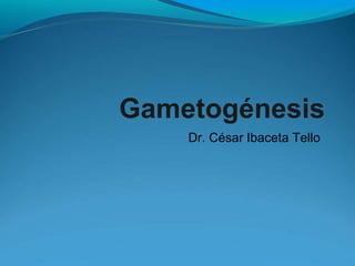 Gametogénesis
Dr. César Ibaceta Tello
 