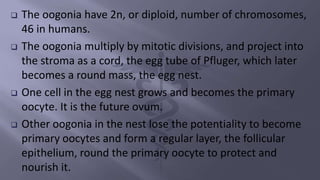 The oogonia have 2n, or diploid, number of chromosomes,
46 in humans.
 The oogonia multiply by mitotic divisions, and project into
the stroma as a cord, the egg tube of Pfluger, which later
becomes a round mass, the egg nest.
 One cell in the egg nest grows and becomes the primary
oocyte. It is the future ovum.
 Other oogonia in the nest lose the potentiality to become
primary oocytes and form a regular layer, the follicular
epithelium, round the primary oocyte to protect and
nourish it.
 