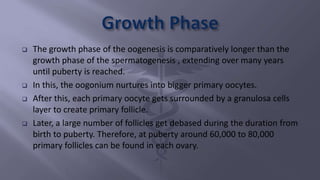  The growth phase of the oogenesis is comparatively longer than the
growth phase of the spermatogenesis , extending over many years
until puberty is reached.
 In this, the oogonium nurtures into bigger primary oocytes.
 After this, each primary oocyte gets surrounded by a granulosa cells
layer to create primary follicle.
 Later, a large number of follicles get debased during the duration from
birth to puberty. Therefore, at puberty around 60,000 to 80,000
primary follicles can be found in each ovary.
 