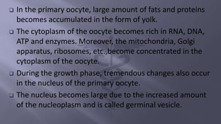  In the primary oocyte, large amount of fats and proteins
becomes accumulated in the form of yolk.
 The cytoplasm of the oocyte becomes rich in RNA, DNA,
ATP and enzymes. Moreover, the mitochondria, Golgi
apparatus, ribosomes, etc.,become concentrated in the
cytoplasm of the oocyte.
 During the growth phase, tremendous changes also occur
in the nucleus of the primary oocyte.
 The nucleus becomes large due to the increased amount
of the nucleoplasm and is called germinal vesicle.
 