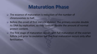 The essence of maturation is reduction of the number of
chromosomes to half.
 Before the onset of first meiotic division, the primary oocytes double
its DNA by replication, so they contain double the amount of normal
protein content.
 The first stage of maturation occurs with full maturation of the ovarian
follicle just prior to ovulation but the final maturation occurs only after
fertilization.
 