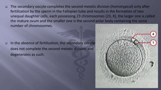  The secondary oocyte completes the second meiotic division (homotypical) only after
fertilization by the sperm in the Fallopian tube and results in the formation of two
unequal daughter cells, each possessing 23 chromosomes (23, X), the larger one is called
the mature ovum and the smaller one is the second polar body containing the same
number of chromosomes.
 In the absence of fertilization, the secondary oocyte
does not complete the second meiotic division and
degenerates as such.
 