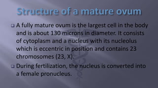  A fully mature ovum is the largest cell in the body
and is about 130 microns in diameter. It consists
of cytoplasm and a nucleus with its nucleolus
which is eccentric in position and contains 23
chromosomes (23, X).
 During fertilization, the nucleus is converted into
a female pronucleus.
 
