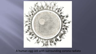 A human egg cell with surrounding corona radiata
 