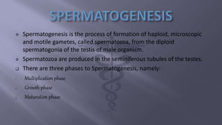  Spermatogenesis is the process of formation of haploid, microscopic
and motile gametes, called spermatozoa, from the diploid
spermatogonia of the testis of male organism.
 Spermatozoa are produced in the seminiferous tubules of the testes.
 There are three phases to Spermatogenesis, namely:
1. Multiplication phase
2. Growth phase
3. Maturation phase
 