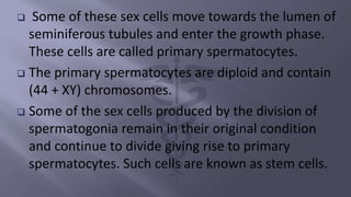  Some of these sex cells move towards the lumen of
seminiferous tubules and enter the growth phase.
These cells are called primary spermatocytes.
 The primary spermatocytes are diploid and contain
(44 + XY) chromosomes.
 Some of the sex cells produced by the division of
spermatogonia remain in their original condition
and continue to divide giving rise to primary
spermatocytes. Such cells are known as stem cells.
 