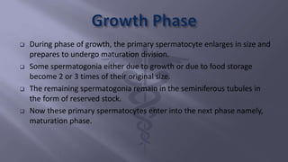  During phase of growth, the primary spermatocyte enlarges in size and
prepares to undergo maturation division.
 Some spermatogonia either due to growth or due to food storage
become 2 or 3 times of their original size.
 The remaining spermatogonia remain in the seminiferous tubules in
the form of reserved stock.
 Now these primary spermatocytes enter into the next phase namely,
maturation phase.
 