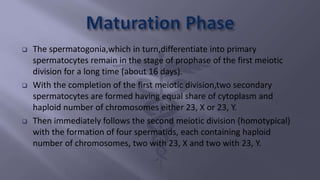  The spermatogonia,which in turn,differentiate into primary
spermatocytes remain in the stage of prophase of the first meiotic
division for a long time (about 16 days).
 With the completion of the first meiotic division,two secondary
spermatocytes are formed having equal share of cytoplasm and
haploid number of chromosomes either 23, X or 23, Y.
 Then immediately follows the second meiotic division (homotypical)
with the formation of four spermatids, each containing haploid
number of chromosomes, two with 23, X and two with 23, Y.
 