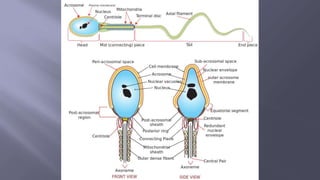 GAMETOGENESIShhdhdhdhdhdhhdfhddhdhdhhdhd