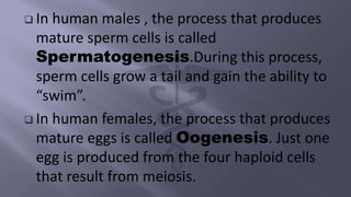  In human males , the process that produces
mature sperm cells is called
Spermatogenesis.During this process,
sperm cells grow a tail and gain the ability to
“swim”.
 In human females, the process that produces
mature eggs is called Oogenesis. Just one
egg is produced from the four haploid cells
that result from meiosis.
 