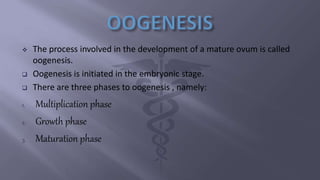  The process involved in the development of a mature ovum is called
oogenesis.
 Oogenesis is initiated in the embryonic stage.
 There are three phases to oogenesis , namely:
1. Multiplication phase
2. Growth phase
3. Maturation phase
 