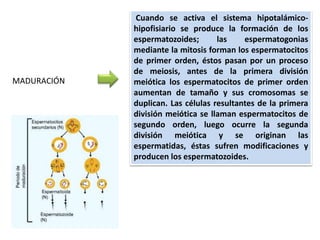 Cuando se activa el sistema hipotalámico-
hipofisiario se produce la formación de los
espermatozoides; las espermatogonias
mediante la mitosis forman los espermatocitos
de primer orden, éstos pasan por un proceso
de meiosis, antes de la primera división
meiótica los espermatocitos de primer orden
aumentan de tamaño y sus cromosomas se
duplican. Las células resultantes de la primera
división meiótica se llaman espermatocitos de
segundo orden, luego ocurre la segunda
división meiótica y se originan las
espermatidas, éstas sufren modificaciones y
producen los espermatozoides.
MADURACIÓN
 