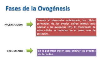 PROLIFERACIÓN
Durante el desarrollo embrionario, las células
germinales de los ovarios sufren mitosis para
originar a las ovogonias (2n). El crecimiento de
estas células se detienen en el tercer mes de
gestación.
CRECIMIENTO En la pubertad crecen para originar los ovocitos
de 1er orden.
 