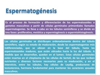 Es el proceso de formación y diferenciación de los espermatozoides o
gametos masculinos a partir de células germinales primordiales llamadas
espermatogonias. Se lleva a cabo en los túbulos seminíferos y se divide en
tres fases: proliferativa, meiótica y espermiogénesis o espermiohistogénesis.
Las células germinales se distribuyen ordenadamente dentro del túbulo
seminífero, según su estado de maduración, desde las espermatogonias más
indiferenciadas, que se ubican en la base del túbulo, hasta los
espermatozoides maduros, que están ubicados hacia la luz del túbulo. A
medida que se desarrollan, quedan en el lumen. Estas células germinales
están insertas en el citoplasma de las células de Sertolí, de las que reciben
nutrientes y diversos factores necesarios para su maduración, y en el
intersticio, entre los túbulos, hay células de Leydig, productoras de
testosterona, hormona fundamental para mantener los caracteres sexuales
masculinos.
 