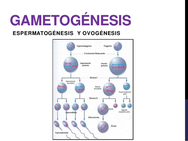 Resultado de imagen para gametogenesis