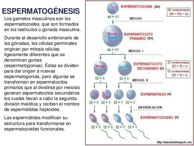 Gametogenesis