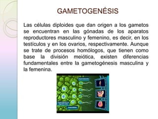 GAMETOGENÉSIS
Las células diploides que dan origen a los gametos
se encuentran en las gónadas de los aparatos
reproductores masculino y femenino, es decir, en los
testículos y en los ovarios, respectivamente. Aunque
se trate de procesos homólogos, que tienen como
base la división meiótica, existen diferencias
fundamentales entre la gametogénesis masculina y
la femenina.
 